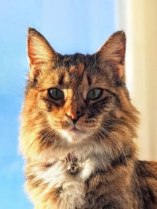 September 26: Animal Portraits - Mixing Lifelike Colors