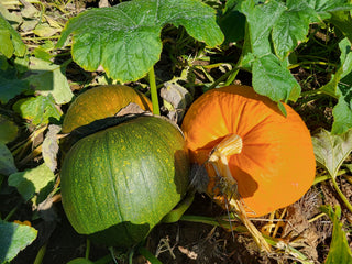 October 24: The Pumpkin Patch: Turning Form & Edge Control